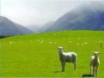 Беспокойство о священных местах в Новой Зеландии