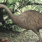 Птица Моа - вымершая на Земле птица в 1415-1435 годах