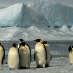 Пингвины Фото