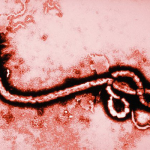 Первый выявленный случай лихорадки Эбола в США